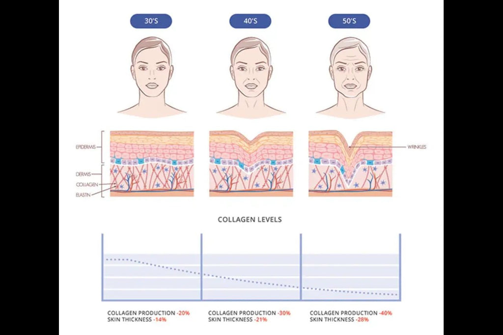 Collagen and its effects on the skin and wrinkles - Baraguz