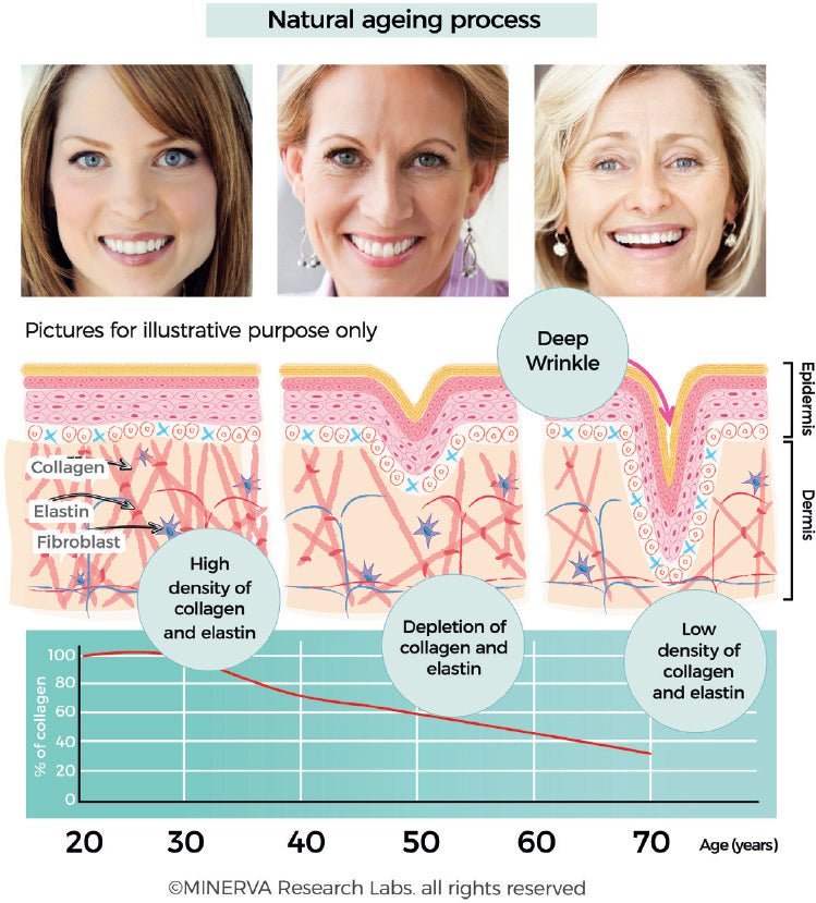 Top 11 Commonly asked questions regarding Collagen - Baraguz